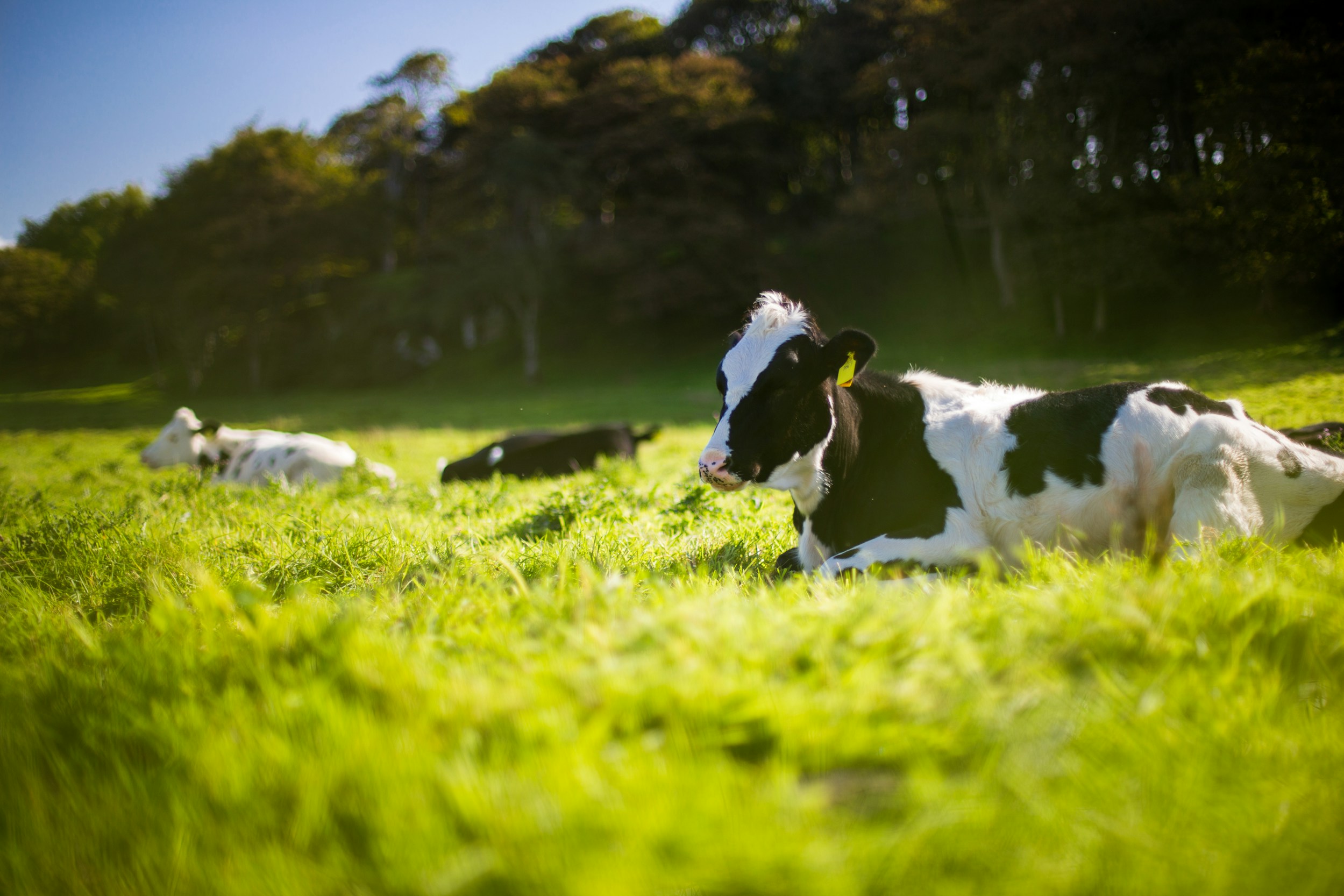 Help Animals in Need